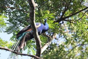 pavão indiano em uma árvore foto