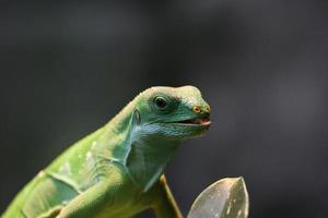 iguana anilhada de fiji foto