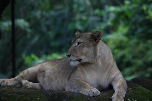 majestoso leão africano foto