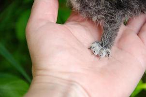 a pata de um gatinho pequeno com garras na palma foto