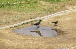 pássaro macho grackle de cauda grande na lagoa de água tulum méxico. foto