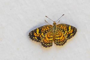 inseto de borboleta amarelo alaranjado colorido sentado fundo branco no méxico. foto