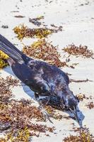 pássaro grackle-de-cauda-grande está comendo sargazo na praia do méxico. foto