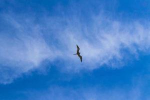 pássaros fregat rebanho voam fundo de nuvens de céu azul no méxico. foto