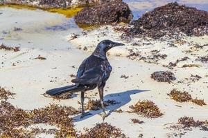 pássaro grackle-de-cauda-grande está comendo sargazo na praia do méxico. foto