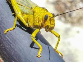 gafanhoto verde gigante sentado na grade no méxico. foto