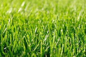 feche a grama verde, textura de fundo de vegetação natural do jardim do gramado. conceito ideal usado para fazer piso verde, gramado para treinamento de campo de futebol, campos de golfe de grama, padrão de gramado verde. foto