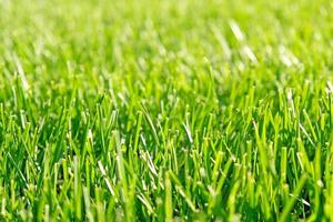 feche a grama verde, textura de fundo de vegetação natural do jardim do gramado. conceito ideal usado para fazer piso verde, gramado para treinamento de campo de futebol, campos de golfe de grama, padrão de gramado verde. foto