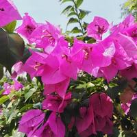flores de papel brilhantemente plantadas ou buganvílias que são adequadas no jardim no jardim ou quintal da casa foto
