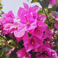 flores de papel brilhantemente plantadas ou buganvílias que são adequadas no jardim no jardim ou quintal da casa foto