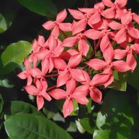 ixora vermelha brilhante crescendo no jardim. fechar-se. ixora é um gênero de plantas com flores da família rubiaceae foto