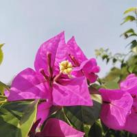 flores de papel brilhantemente plantadas ou buganvílias que são adequadas no jardim no jardim ou quintal da casa foto