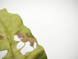 folha verde com buracos e folhas secas isoladas no fundo branco foto