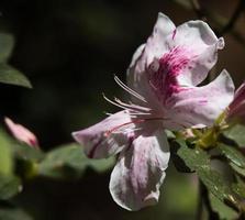 flor rosa e branca foto