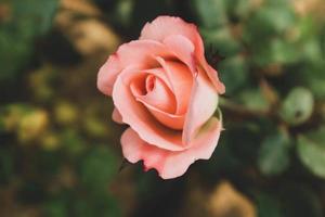 rosas cor de rosa estão florescendo. rosas com uma cor rosa escura simbolizam gratidão e apreço. foto