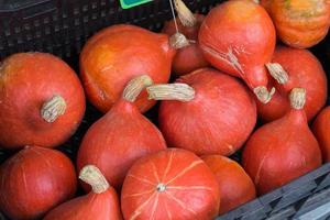 recentemente colhidas pequenas abóboras laranja em um mercado foto