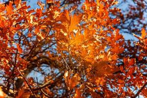 queda natural de outono vista de árvores com folha de laranja amarela na floresta de jardim ou parque. folhas de carvalho durante a temporada de outono. natureza inspiradora em outubro ou setembro. mudança de conceito de estações. foto