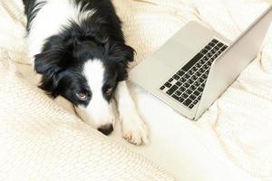 escritório móvel em casa. retrato engraçado cachorrinho bonitinho border collie na cama trabalhando navegando na internet usando laptop pc computador em casa interior. conceito de quarentena de negócios freelance de vida animal de estimação. foto