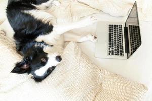 escritório móvel em casa. retrato engraçado cachorrinho bonitinho border collie na cama trabalhando navegando na internet usando laptop pc computador em casa interior. conceito de quarentena de negócios freelance de vida animal de estimação. foto