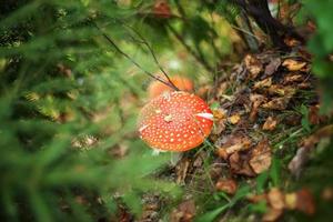 cogumelo alucinógeno tóxico voa agárico e folhas amarelas na grama na floresta de outono. vermelho venenoso amanita muscaria fungo macro close-up em ambiente natural. paisagem de outono natural inspiradora. foto