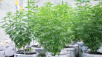 grandes operações de cultivo comercial de cannabis indoor com estufa, equipamentos de cultivo de ervas de alta qualidade. cânhamo cultivado para recreação legal foto