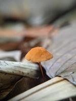 marasmius siccus, ou cata-vento laranja, é um pequeno cogumelo cítrico do gênero marasmius, com uma tampa em forma de guarda-sol, crescendo na floresta tropical na indonésia, foco selecionado foto