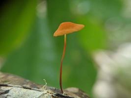 marasmius siccus, ou cata-vento laranja, é um pequeno cogumelo cítrico do gênero marasmius, com uma tampa em forma de guarda-sol, crescendo na floresta tropical na indonésia, foco selecionado foto