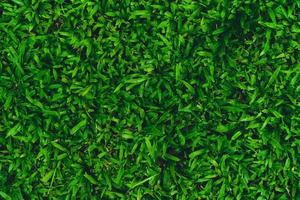 natureza da grama verde no belo jardim. folhas verdes naturais plantas fundo folha de rosto ambiente ecologia ou conceito de papel de parede de vegetação foto