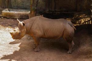 rinoceronte na gaiola foto