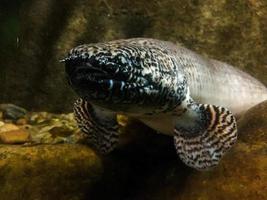 peixe cabeça de cobra no aquário foto