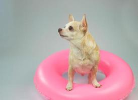 cão chihuahua de cabelo curto castanho bonito em pé no anel de natação rosa, olhando para o espaço da cópia, isolado no fundo branco. foto