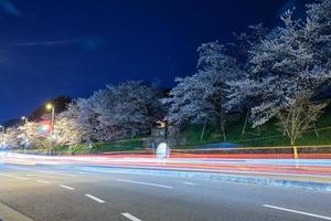 trilhas leves e flores de cerejeira à noite foto