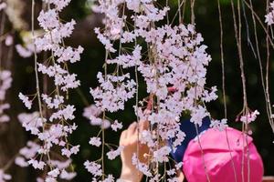 pessoa de chapéu rosa fotografando com um smartphone sob flores de cerejeira foto