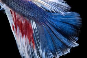 peixe Betta. capturar o momento comovente do peixe-lutador-siamês vermelho-azul isolado no fundo preto. foto