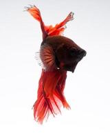peixe betta vermelho sobre fundo branco foto