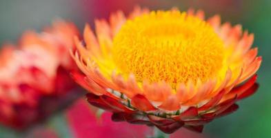 linda flor de palha ou flor de flor eterna no jardim colorido da primavera foto