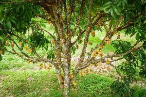 rambi pendurar na árvore frutas frescas de rambeh foto