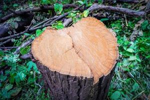 toco cortar madeira de tronco de árvore na floresta foto