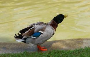 lindo pato estava no pântano. foto