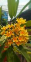 plantas ornamentais de amarelo cambojano foto