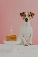 retrato de um ano de idade marrom e branco jack russel terrier cão posa perto da mesa, sopra vela no bolo de aniversário apetitoso, tem festa em casa, isolada no fundo rosa. animais domésticos e animais de estimação. foto