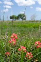 um agrupamento de flores silvestres de pincel indiano em um dia ensolarado de primavera no texas. foto