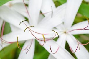 close-up vista dos estames em um branco crinum asiaticum. foto