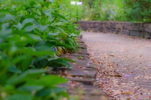 um caminho de caminhada através de um jardim exuberante. foto