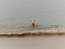 um cachorro na praia foto