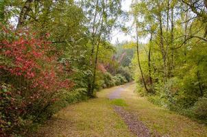 uma trilha tranquila pela floresta no outono. foto