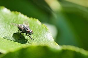 carne voar em uma folha verde com luz e sombra. pernas peludas em preto e cinza. foto