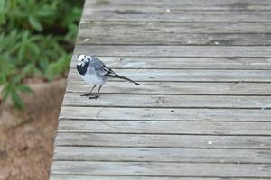 alvéola malhada em uma passarela à beira da água. pássaro canoro na margem de um lago foto