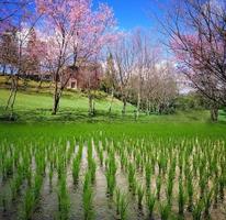 paisagem de campo com casa ao fundo foto