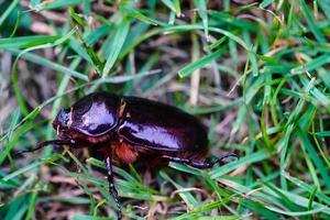 besouro rinoceronte feminino oryctes nasicornis no jardim foto